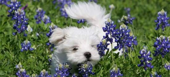 maltese-puppy-in-field-with-purple-flowers